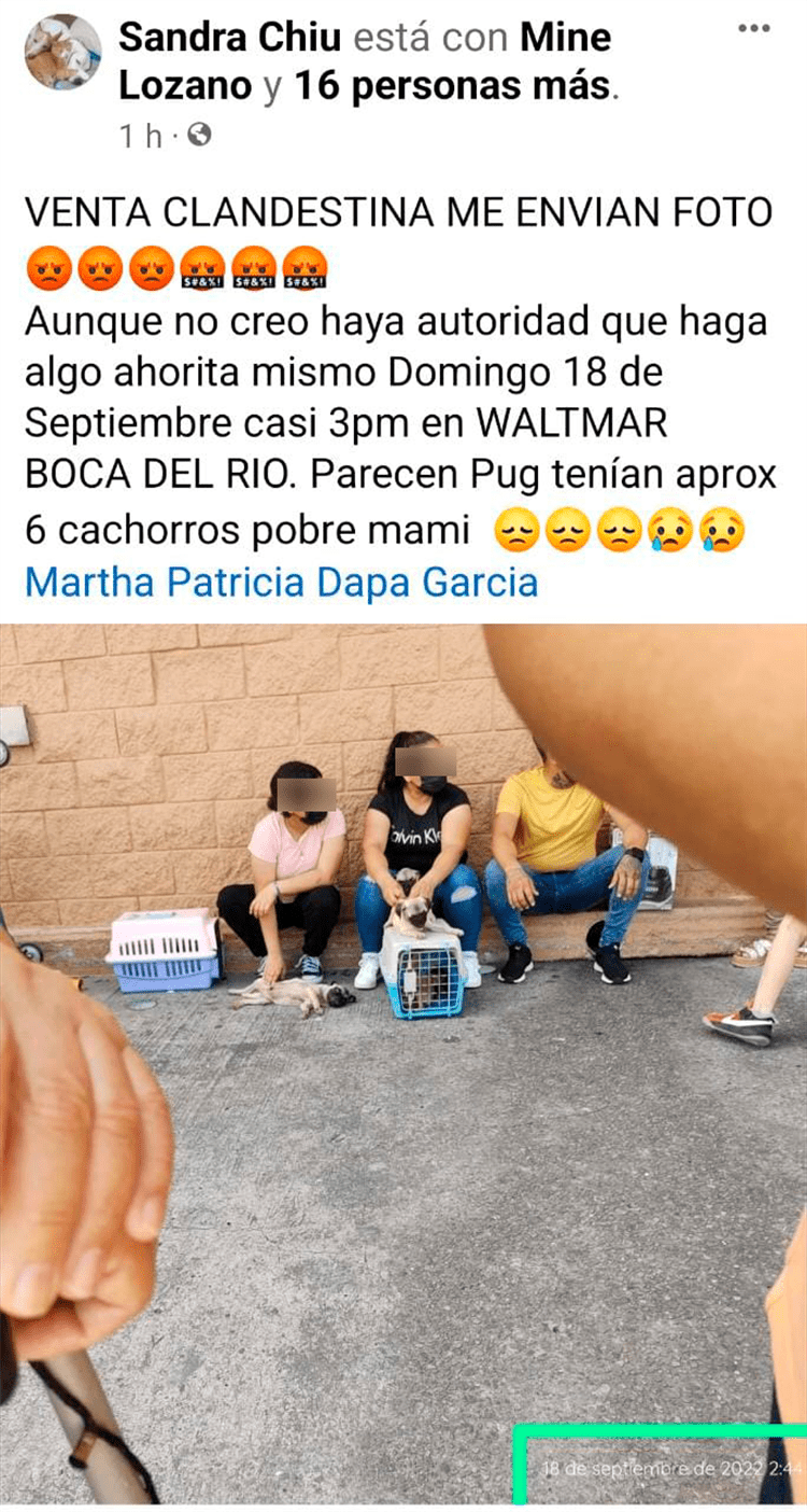 Denuncian venta clandestina de perros en Boca del Río