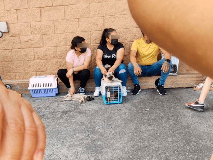 Denuncian venta clandestina de perros en Boca del Río