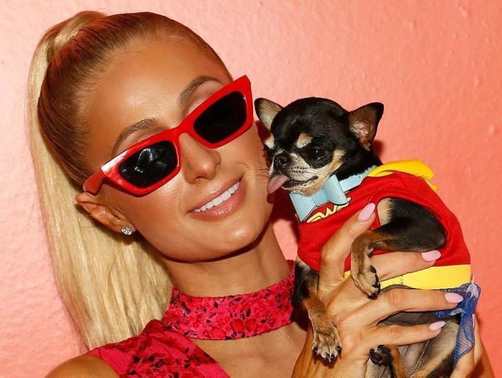 Paris Hilton busca a su perrita con detective, psíquico y encantador de mascotas