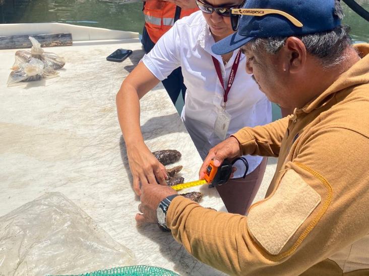 Profepa asegura embarcación que transportaba pepinos de mar ilegalmente en Veracruz