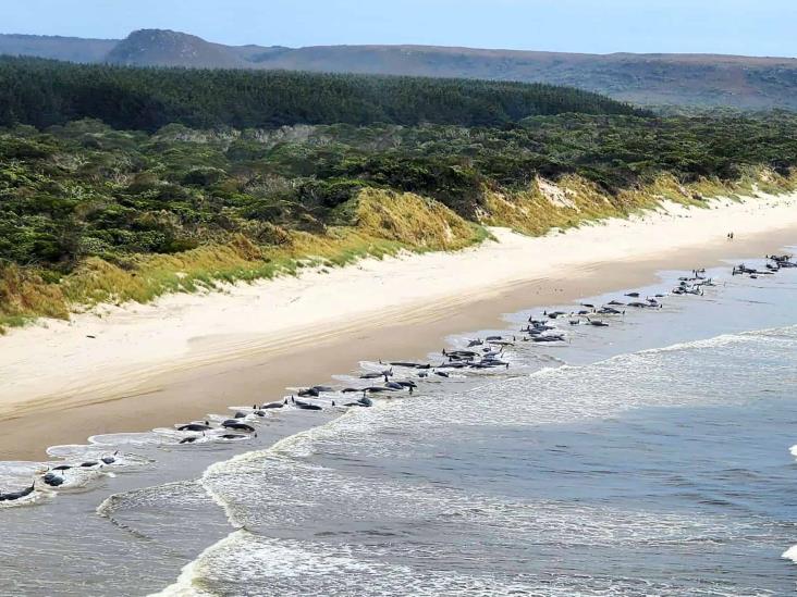 Hallan 230 ballenas varadas en costa de isla de Tasmania