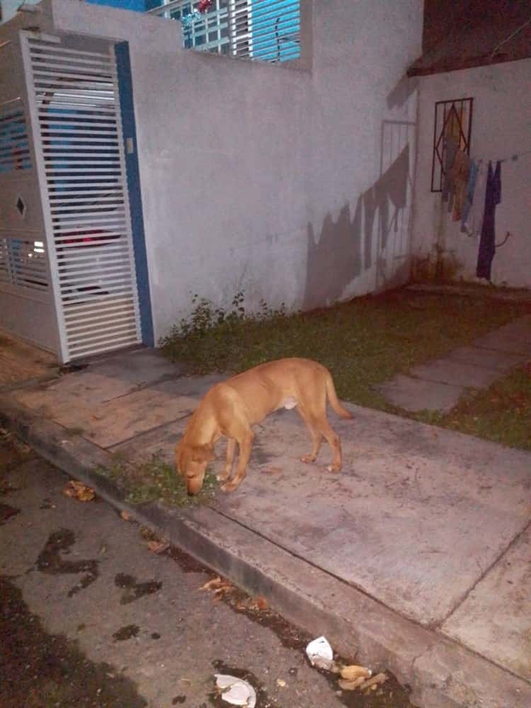 Abandonan a perrito en fraccionamiento de Veracruz; piden apoyo de autoridades