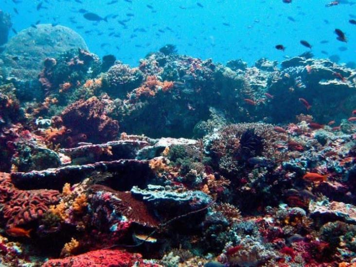 Arrecifes coralinos desaparecerían en 2050 por cambio climático