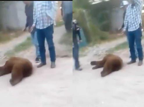 Video: Matan a oso que buscaba agua y comida en Sonora; se investiga el caso