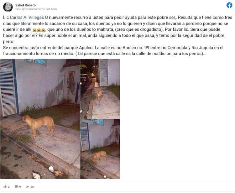 Abandonan a perrito en fraccionamiento de Veracruz; piden apoyo de autoridades