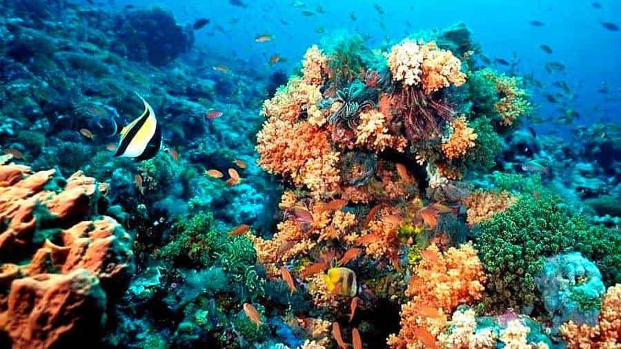 Condiciones oceanográficas y climatológicas de Veracruz ayudan a corales