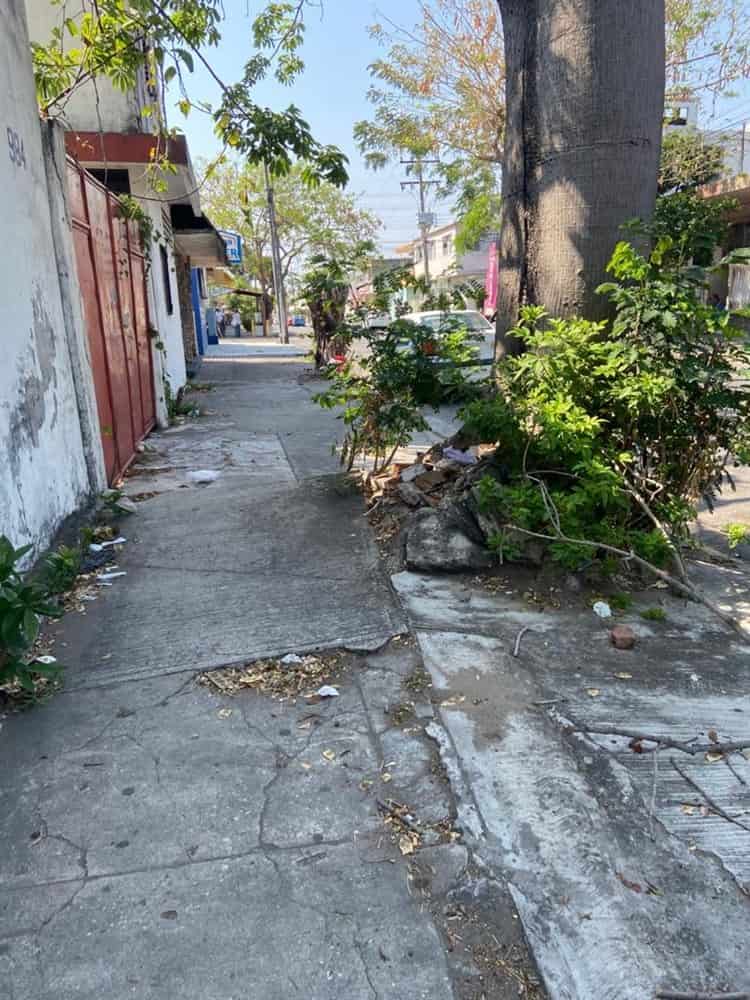 Vecinos piden componer banqueta rota a causa de las raíces de un árbol en Veracruz