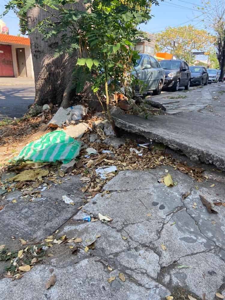 Vecinos piden componer banqueta rota a causa de las raíces de un árbol en Veracruz