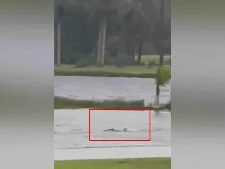 Video: Captan a tiburón nadando en calles de Florida por efecto de huracán Ian