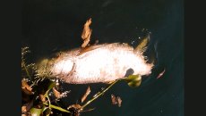 Denuncian mortandad de especies en laguna Olmeca, en Veracruz