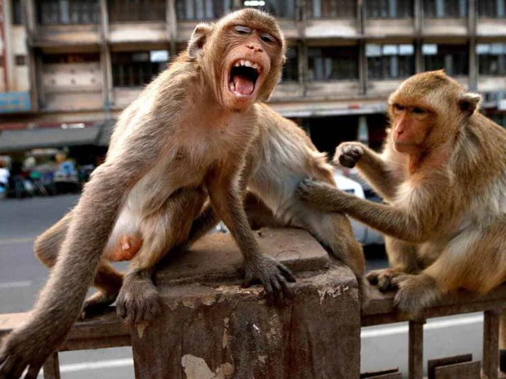 Alertan por peligroso virus en monos ante potencial riesgo para humanos