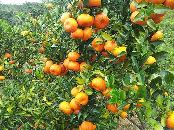 Se viene la temporada de mandarinas y Veracruz es el productor líder en todo el país