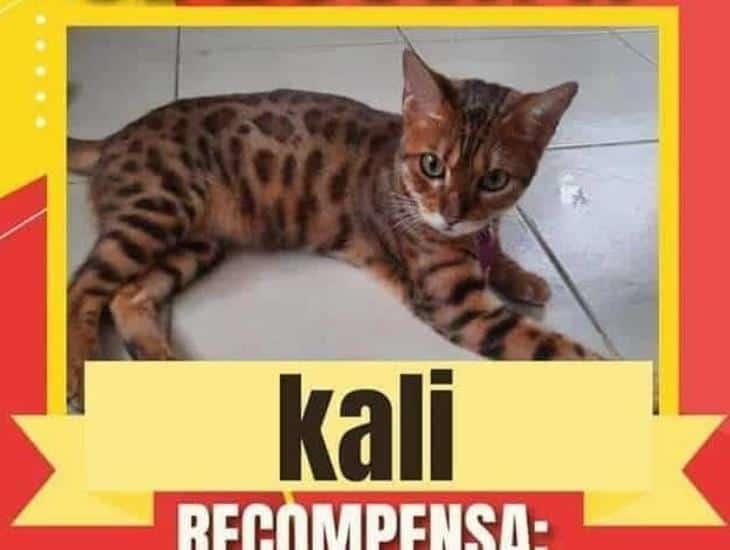 Apareció Kali, gatito por el que ofrecían jugosa recompensa en Coatzacoalcos