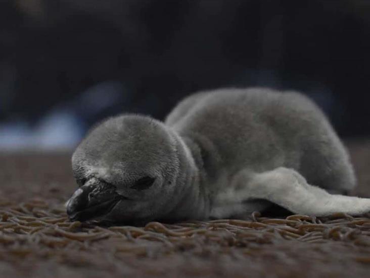 Buscan nombre para pingüino bebé del Aquarium de Veracruz