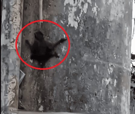 Captan a murciélago escalando un poste de luz en Veracruz (+Video)