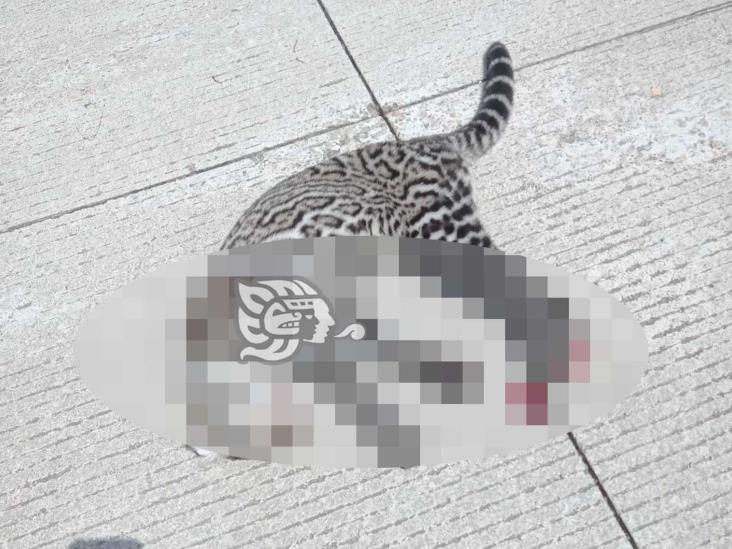 Encuentran a felino sin vida en caminos de la zona industrial de Coatzacoalcos