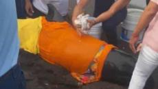 Rescatan a delfín varado en playas de la Riviera Veracruzana