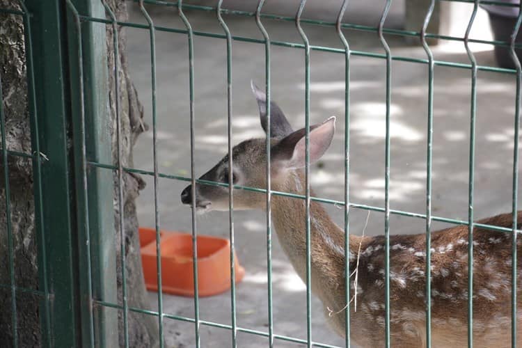 Pambi la venado cola blanca fue rescatada en carreteras de Veracruz (+Video)