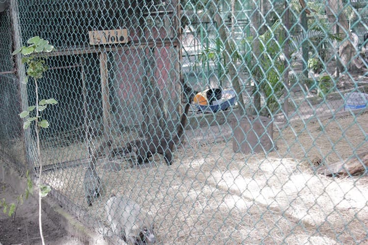 Coatí nace en Zoológico de Veracruz; se llama Volo (+Video)