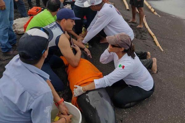 Suman esfuerzos para salvar la vida a delfín “Cabeza de Melón” en Alvarado(+Video)