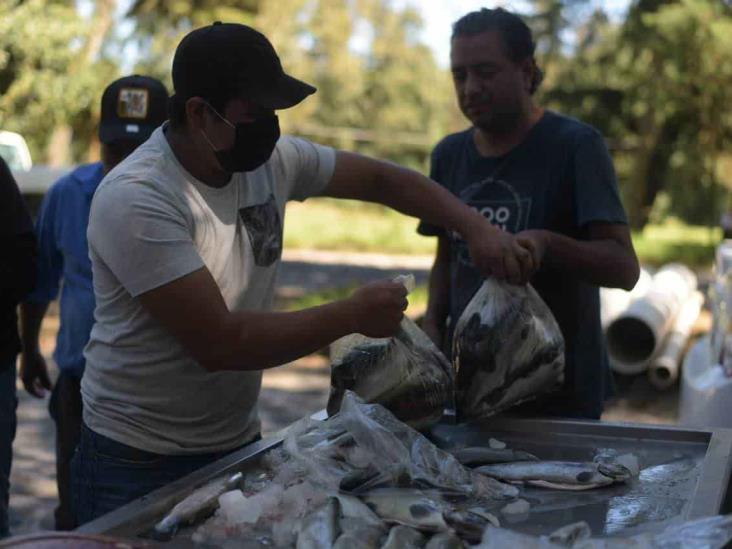 Truchas en vez de salmón; productores piden en Xalapa impulsar consumo local (+Video)