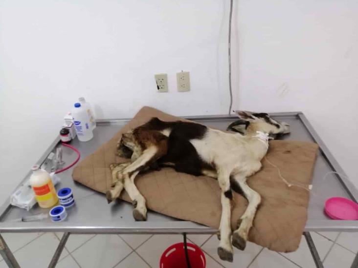 Cabra rescatada con golpe de calor permanecerá en el zoológico de Veracruz(+Video)