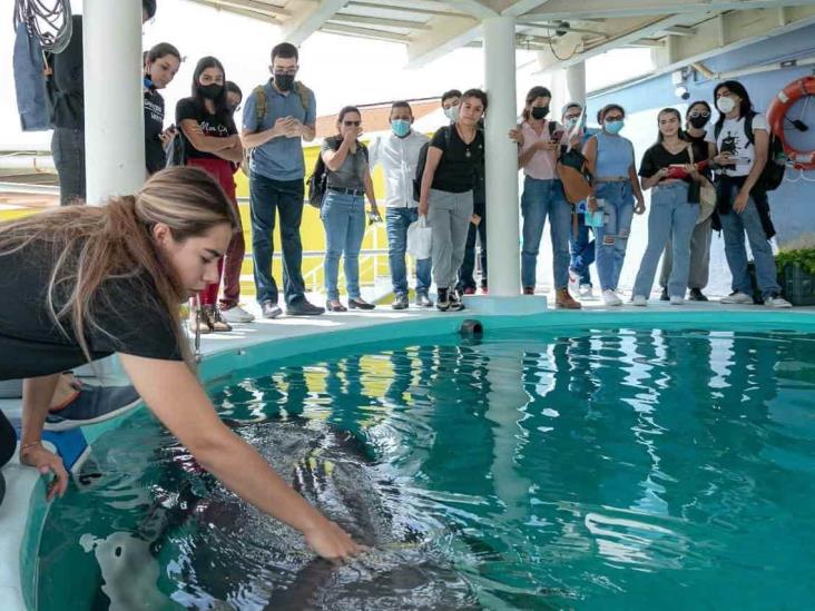 Universitarios podrían diseñar exhibición de lobos marinos del Aquarium de Veracruz