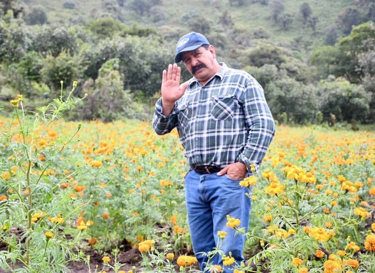 Se pintan de naranja los campos de Veracruz con el cempasúchil