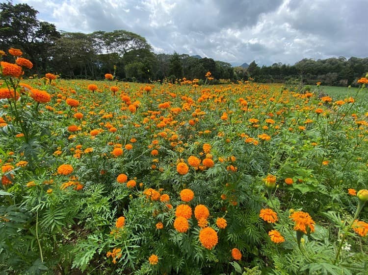 Se pintan de naranja los campos de Veracruz con el cempasúchil