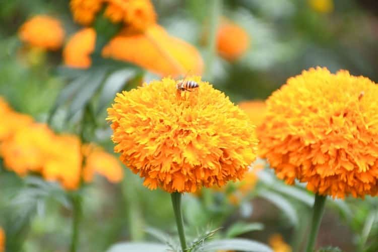 Se pintan de naranja los campos de Veracruz con el cempasúchil