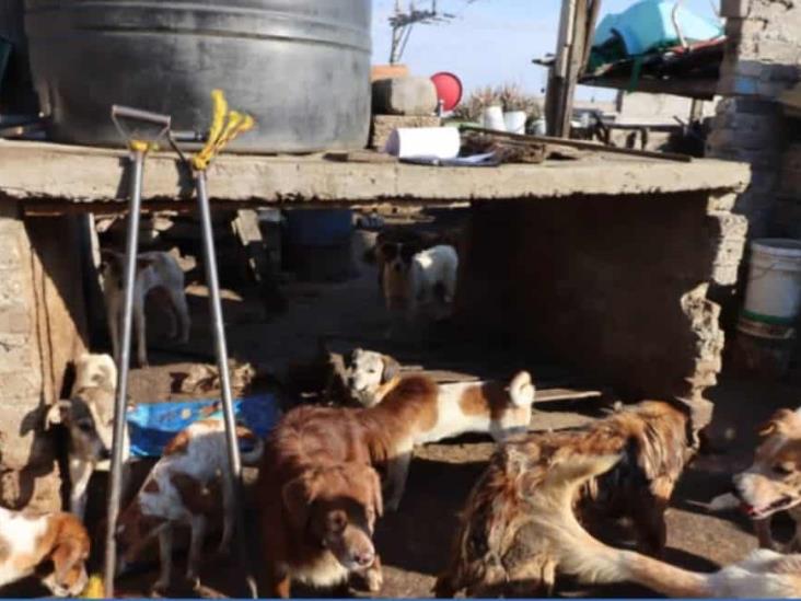 Rescatan a más de 100 perros de matadero que surtía carne a taquerías