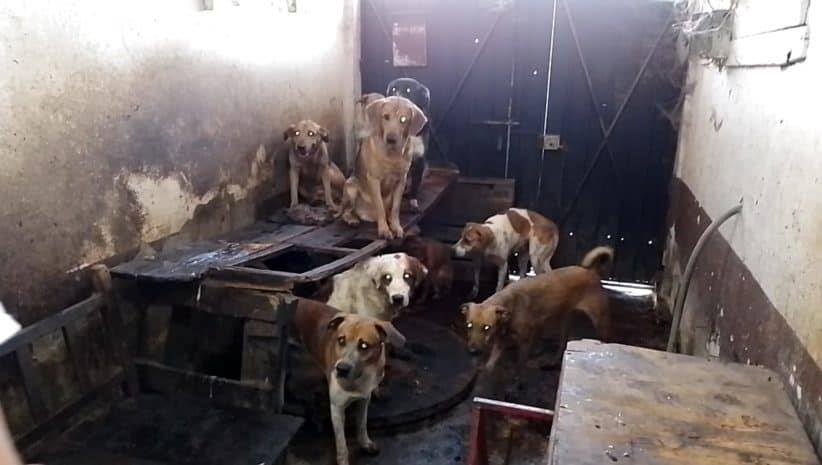 Rescatan a más de 100 perros de matadero que surtía carne a taquerías