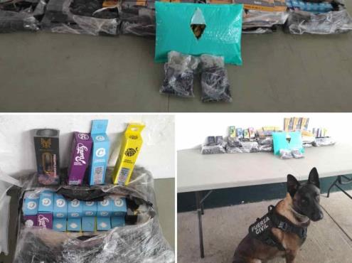 Agente canino descubre vapeadores en centro de paquetería de Xalapa