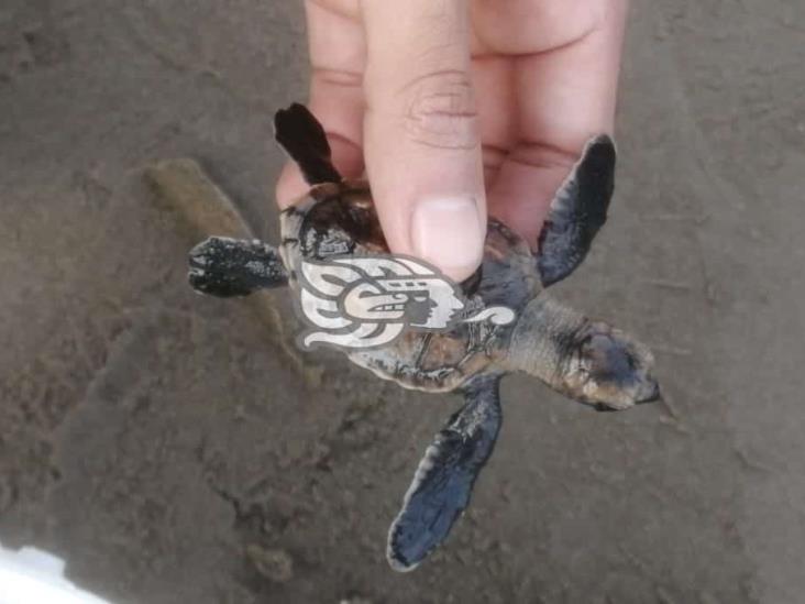 Liberan a más de 720 crías de tortugas carey en el sur de Veracruz