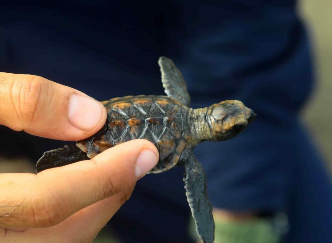 Tortugas marinas