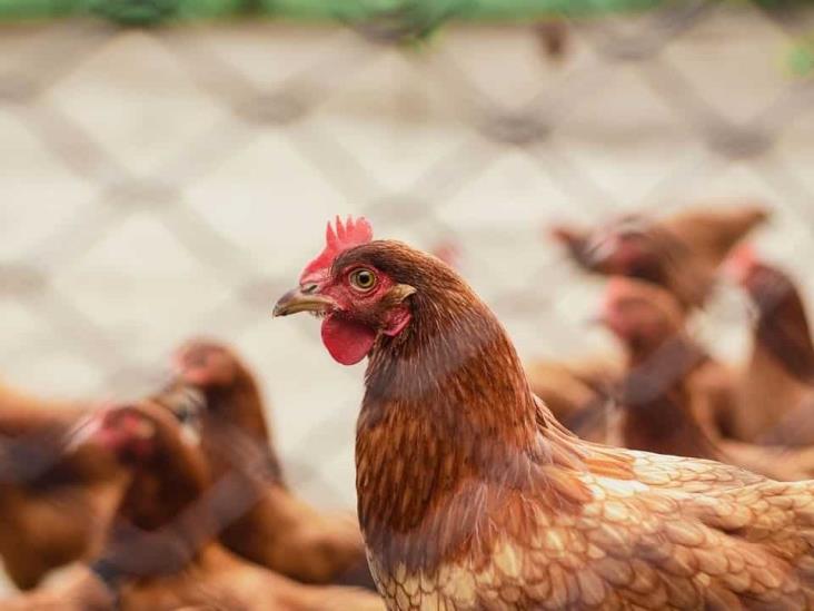 Notifican el primer caso de gripe aviar en México