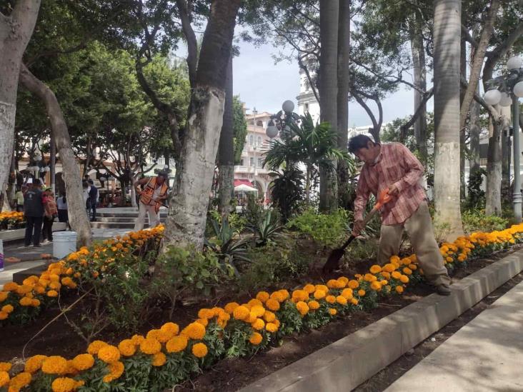 Se viste de cempasúchil el zócalo de Veracruz; adornan jardineras por Día de Todos los Santos