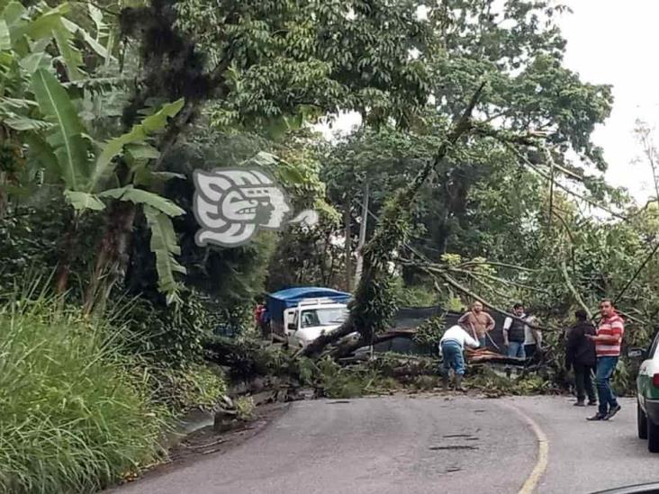 Árbol caído bloqueó carretera de San Marcos a Teocelo