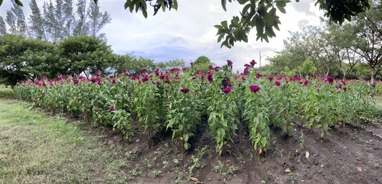Salvador a sus 78 años cultiva el moco de pavo en Medellín