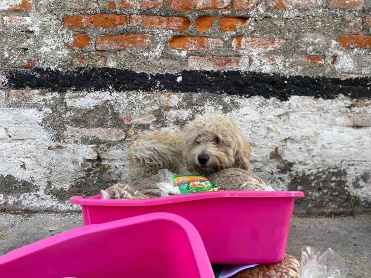 Perritos de calle afectados por explosión de pipa en Aguascalientes son resguardados por veterinarios