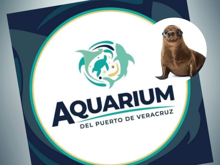 Critica Earth Mission que Aquarium convoque a exhibir lobos marinos