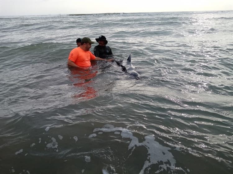 Aparece delfín varado sobre playa Chachalacas en Úrsulo Galván, Veracruz