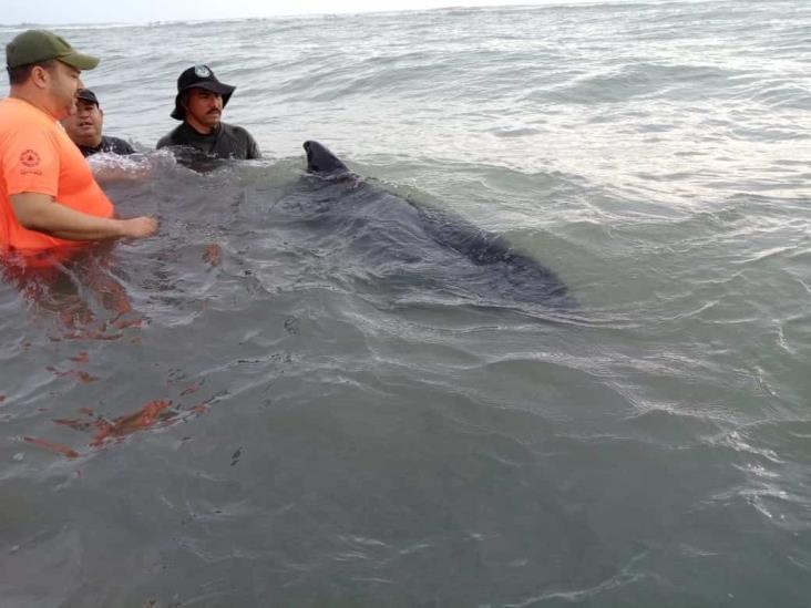 Aparece delfín varado sobre playa Chachalacas en Úrsulo Galván, Veracruz