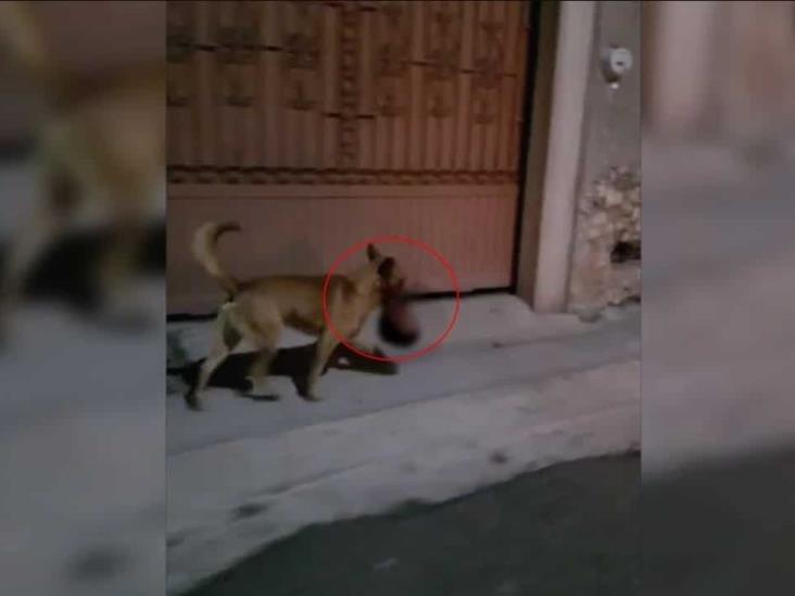 ¿Un bocadillo? Perro deambula en Zacatecas con cabeza humana (+Video)