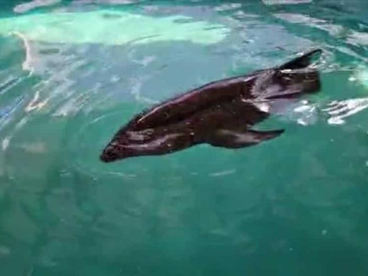Delfín rescatado en Chachalacas nuevamente se encuentra estable: PMA