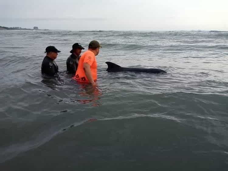 Delfín rescatado en Chachalacas nuevamente se encuentra estable: PMA