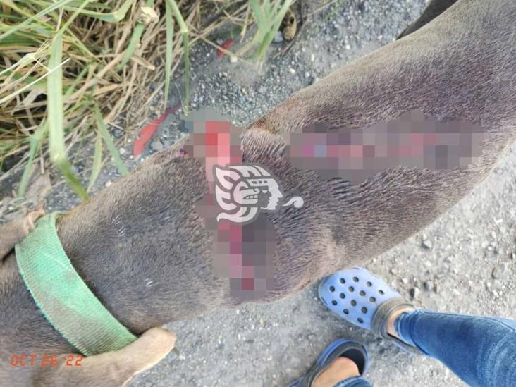 Violento sujeto ataca sin motivos a un perro en Minatitlán