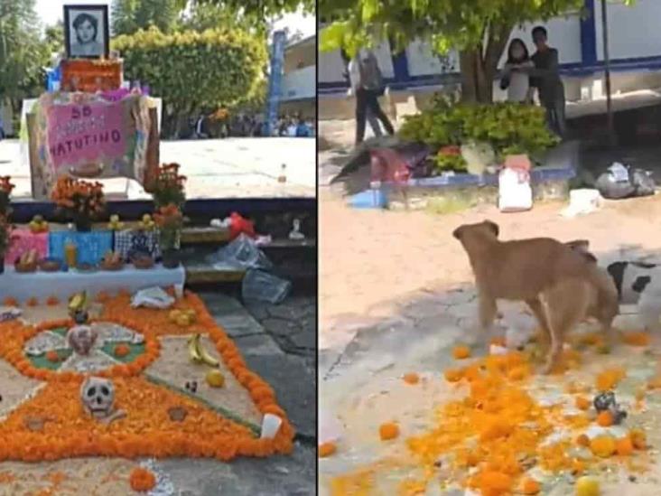 Lomitos desbaratan altar de Todos Santos al usarlo de ring (Video)