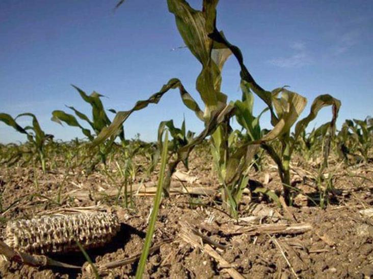 Veracruz lleva 4 años registrando sequía histórica, advierte Conagua