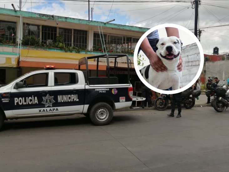 Perro agrede a policía en Xalapa; detienen a su dueño a cambio de no llevarse al can
